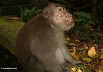 Long-tailed macaque injured by fighting (Ubud, Bali) 