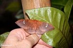 Reddish-brown moth (Ubud, Bali) 