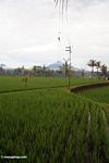 Rice fields in Bali with Mount Batur Volcano in the background (Ubud, Bali) 
