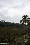 Terraced rice fields of Bali (Ubud, Bali) 