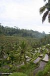 Tegallantang Rice Terraces (Ubud, Bali) 