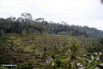 Balinese rice terraces (Ubud, Bali) 