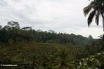 Terraced rice fields of Tegallantang (Ubud, Bali) 
