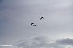 Herons in flight above Petulu (Ubud, Bali) 