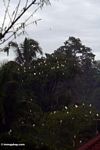 Petulu herons nesting in trees (Ubud, Bali) 