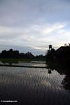 Sunset over the rice fields of Ubud (Ubud, Bali) 