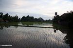 Setting sun over the rice fields of Ubud (Ubud, Bali) 