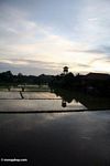 Sunset over a Balinese rice field (Ubud, Bali) 