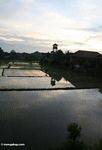 Sunset over the rice paddies of Ubud (Ubud, Bali) 
