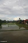 Rice field in Bali (Ubud, Bali) 