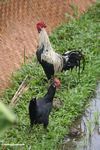 Black Asian chicken / gamecock (Ubud, Bali) 