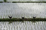 Chickens crossing a rice paddy (Ubud, Bali) 