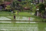 Father and daughter preparing to fishing in a rice field (Ubud, Bali) 