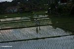 People in a rice field (Ubud, Bali) 