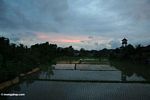 Early evening over a rice paddy (Ubud, Bali) 