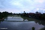 Rice paddy at dusk (Ubud, Bali) 