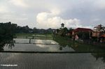 Balinese rice field (Ubud, Bali) 