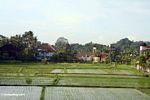 Green rice paddies of Ubud (Ubud, Bali) 
