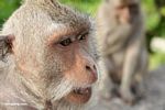 Close up of Cynomolgus monkey at Uluwatu (Jimbaran, Bali) 