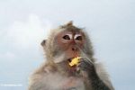 Crab-eating monkey (Macaca fascicularis) eating fruit (Jimbaran, Bali) 