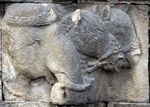 Wall carvings at Borobudur; elephant; horses (Java)