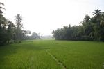 Rice paddies near Borobudur (Java) 