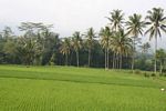 Rice fields in Java (Java) 