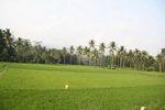 Rice paddies in Java (Java) 