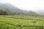 Rice fields and chilis with forested mountains in the distance (Java) 