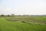 Rice fields, chilis and mixed crops near Borobudur (Java) 