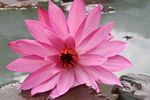 Pink lotus flower (Java) 