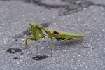 Green praying mantis rubbing its eyes (Java) 