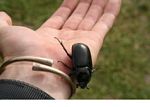 Large black beetle on a person's hand (Kalimantan, Borneo (Indonesian Borneo)) 