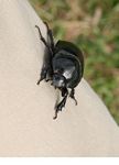 Large black beetle on clothing (Kalimantan, Borneo (Indonesian Borneo)) 