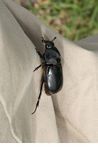 Large black beetle on a pants leg in Borneo (Kalimantan, Borneo (Indonesian Borneo)) 