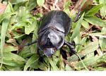Large black beetle in Borneo (Kalimantan; Borneo (Indonesian Borneo))