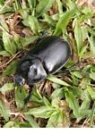 Large black beetle in Indonesian Borneo (Kalimantan, Borneo (Indonesian Borneo)) 