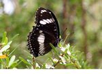 Black and white butterfly on flower (Kalimantan, Borneo (Indonesian Borneo)) 