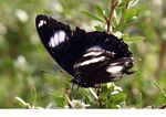 Black and white butterfly feeding (Kalimantan; Borneo (Indonesian Borneo))