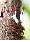 Ants hauling body parts of a dead insect (Kalimantan, Borneo (Indonesian Borneo)) 