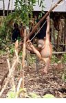 Ex-pet orangutan learning forest survival skills at the Orangutan Care Centre and Quarantine in Pangkalan (Kalimantan, Borneo (Indonesian Borneo)) 