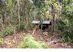 Ex-captive orang-utan learning forest survival skills at the Orangutan Care Centre and Quarantine in Pangkalan (Kalimantan, Borneo (Indonesian Borneo)) 