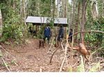 Workers with Orangutans at the Orangutan Care Centre and Quarantine in Pangkalan (Kalimantan, Borneo (Indonesian Borneo)) 
