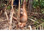 Ex-captive orangutan learning forest survival skills at the Orangutan Care Centre and Quarantine in Pangkalan (Kalimantan, Borneo (Indonesian Borneo)) 