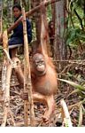 Baby orangutan learning the ropes at the Orangutan Care Centre and Quarantine in Pangkalan (Kalimantan, Borneo (Indonesian Borneo)) 