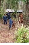 Ex-captive orang-utans learning forest skills at the rehabilitation center (Kalimantan, Borneo (Indonesian Borneo)) 