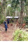 Young orangutans going through the rehabilitation process (Kalimantan, Borneo (Indonesian Borneo)) 