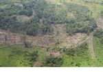 Overhead view of deforestation for agricultural use in Borneo (Kalimantan, Borneo (Indonesian Borneo)) 