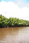 Nipa palms along the Seikonyer River (Kalimantan, Borneo (Indonesian Borneo)) 