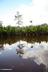 Nipa palms along the Seikonyer River (Kalimantan, Borneo (Indonesian Borneo)) 